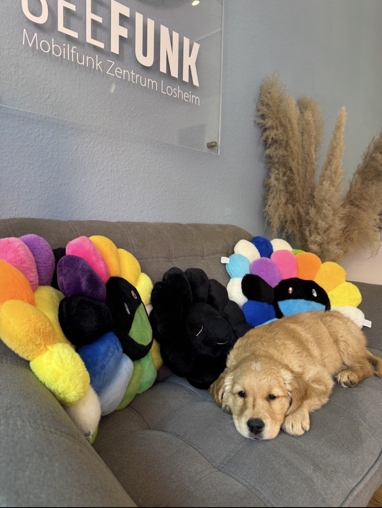 Golden-Retriever-Welpe zwischen bunten Kissen auf dem Sofa im SEEFUNK Shop